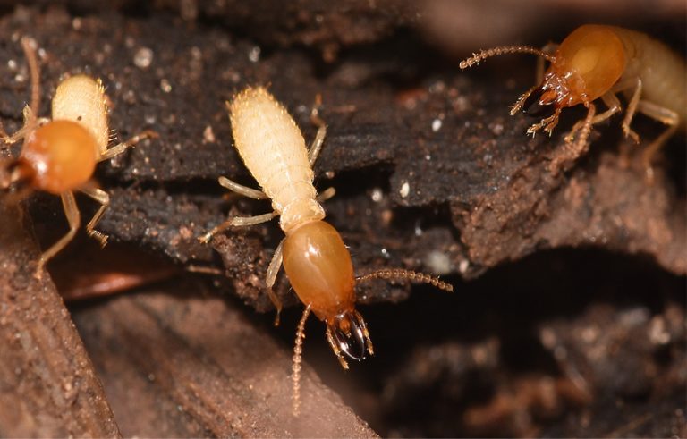 Can Termites Survive In Water? – Chem Free