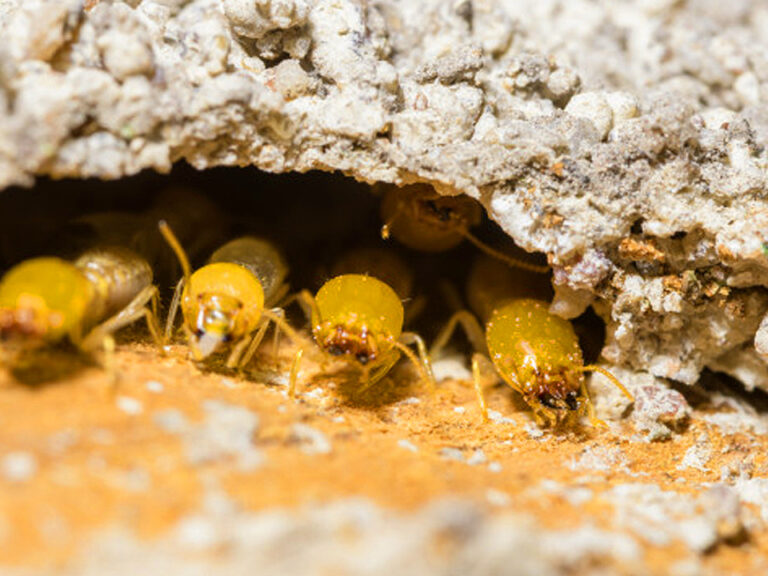 Dangerious Termites 768x576 