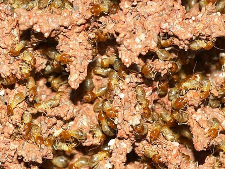 Can Termites Get In Your Bed? Chem Free